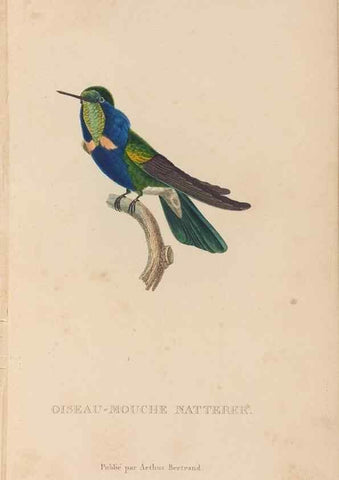 Reproducción/Reproduction 48307397956: Histoire naturelle des oiseaux-mouches :. Paris :Arthus Bertrand,[1829-1830].. 