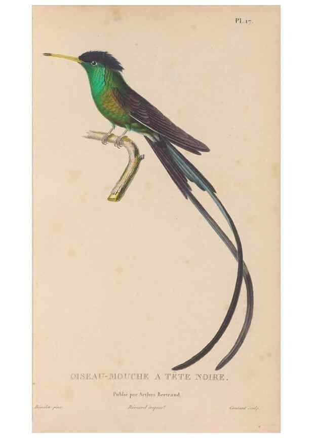 Reproducción/Reproduction 48307512457: Histoire naturelle des oiseaux-mouches :. Paris :Arthus Bertrand,[1829-1830].. 