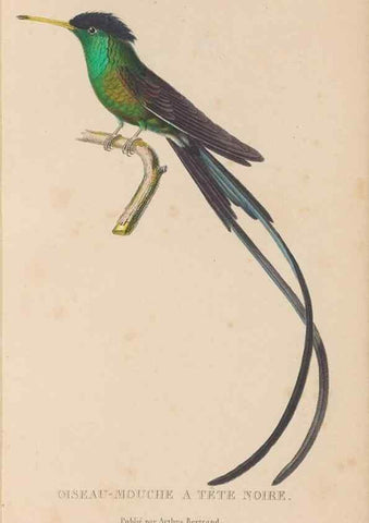 Reproducción/Reproduction 48307512457: Histoire naturelle des oiseaux-mouches :. Paris :Arthus Bertrand,[1829-1830].. 