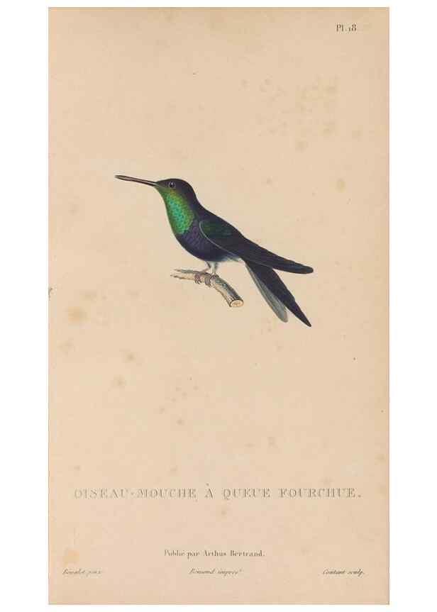 Reproducción/Reproduction 48307398621: Histoire naturelle des oiseaux-mouches :. Paris :Arthus Bertrand,[1829-1830].. 
