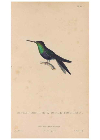 Reproducción/Reproduction 48307398621: Histoire naturelle des oiseaux-mouches :. Paris :Arthus Bertrand,[1829-1830].. 