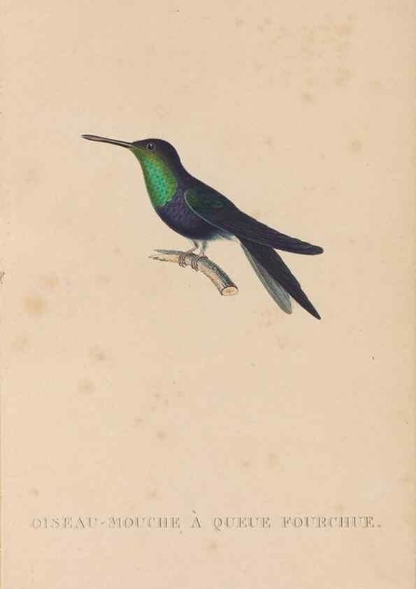 Reproducción/Reproduction 48307398621: Histoire naturelle des oiseaux-mouches :. Paris :Arthus Bertrand,[1829-1830].. 