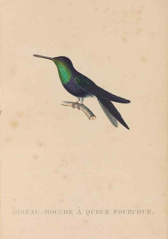 Reproducción/Reproduction 48307398621: Histoire naturelle des oiseaux-mouches :. Paris :Arthus Bertrand,[1829-1830].. 