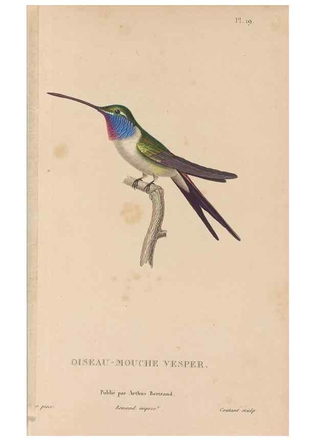 Reproducción/Reproduction 48307398896: Histoire naturelle des oiseaux-mouches :. Paris :Arthus Bertrand,[1829-1830].. 