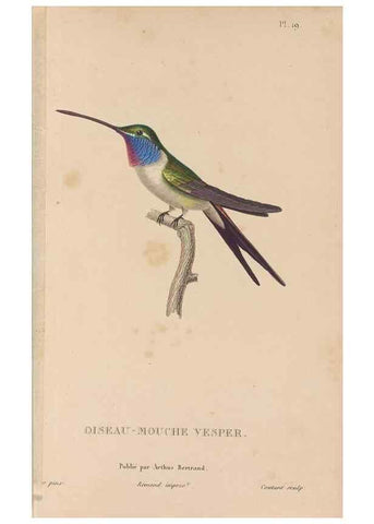 Reproducción/Reproduction 48307398896: Histoire naturelle des oiseaux-mouches :. Paris :Arthus Bertrand,[1829-1830].. 