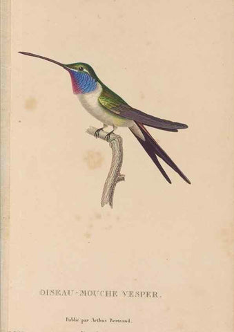 Reproducción/Reproduction 48307398896: Histoire naturelle des oiseaux-mouches :. Paris :Arthus Bertrand,[1829-1830].. 