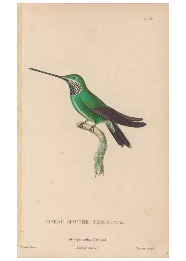 Reproducción/Reproduction 48307513487: Histoire naturelle des oiseaux-mouches :. Paris :Arthus Bertrand,[1829-1830].. 