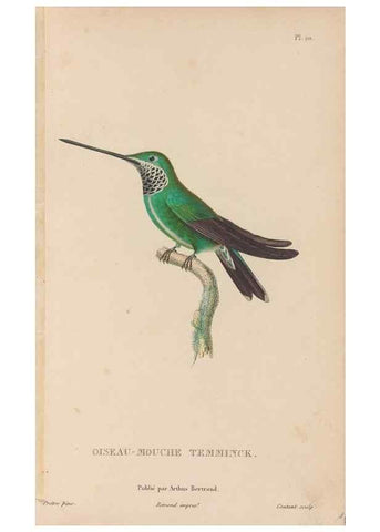 Reproducción/Reproduction 48307513487: Histoire naturelle des oiseaux-mouches :. Paris :Arthus Bertrand,[1829-1830].. 