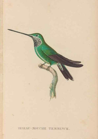 Reproducción/Reproduction 48307513487: Histoire naturelle des oiseaux-mouches :. Paris :Arthus Bertrand,[1829-1830].. 