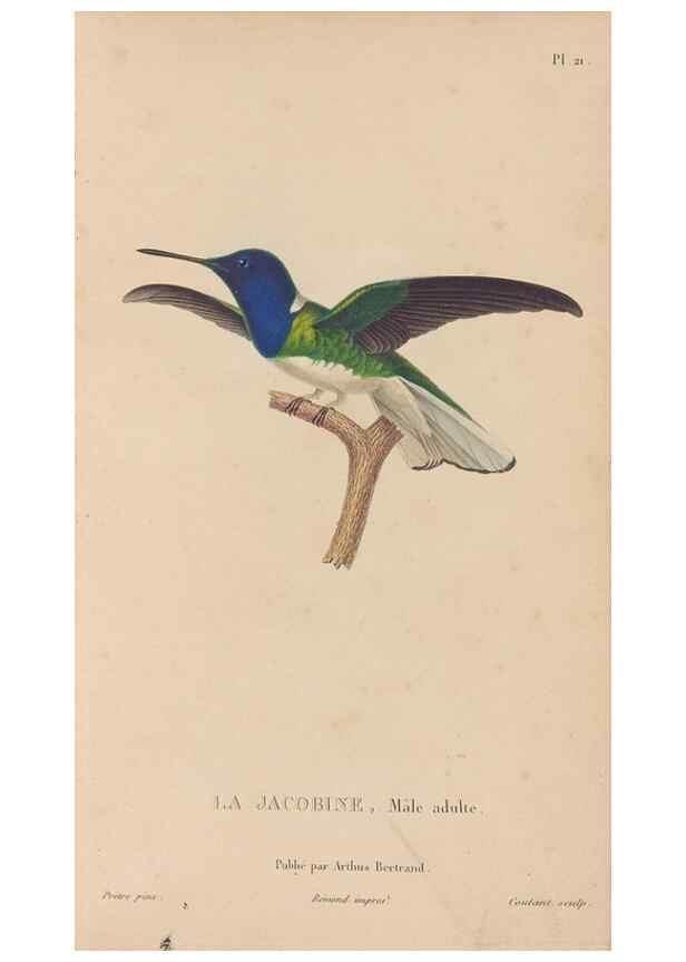 Reproducción/Reproduction 48307513827: Histoire naturelle des oiseaux-mouches :. Paris :Arthus Bertrand,[1829-1830].. 