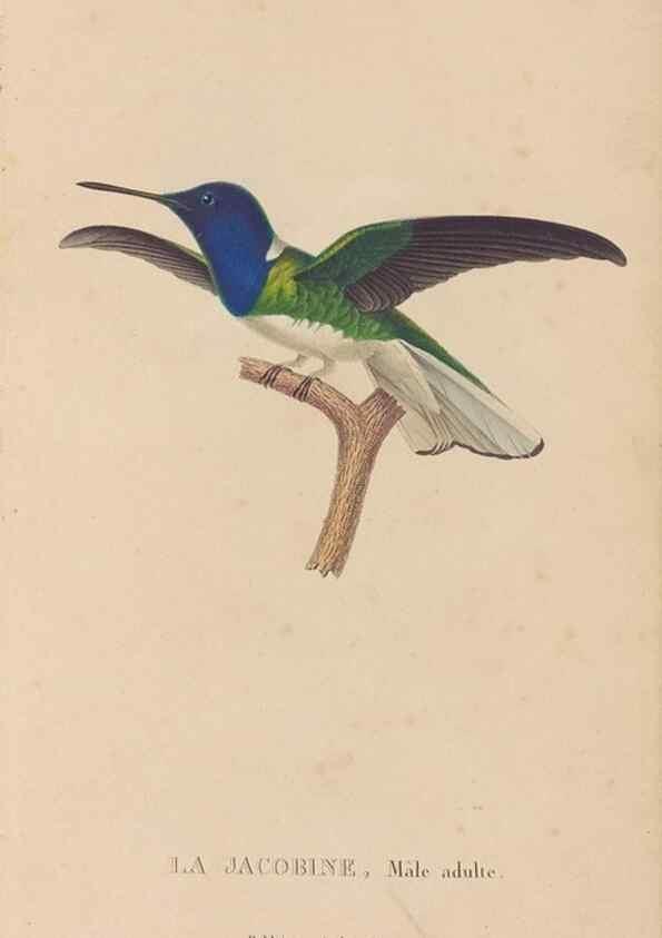 Reproducción/Reproduction 48307513827: Histoire naturelle des oiseaux-mouches :. Paris :Arthus Bertrand,[1829-1830].. 