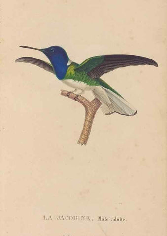 Reproducción/Reproduction 48307513827: Histoire naturelle des oiseaux-mouches :. Paris :Arthus Bertrand,[1829-1830].. 
