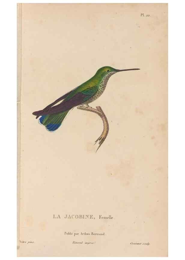 Reproducción/Reproduction 48307514212: Histoire naturelle des oiseaux-mouches :. Paris :Arthus Bertrand,[1829-1830].. 
