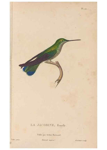 Reproducción/Reproduction 48307514212: Histoire naturelle des oiseaux-mouches :. Paris :Arthus Bertrand,[1829-1830].. 