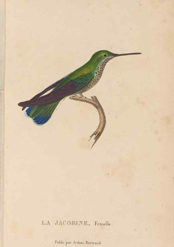 Reproducción/Reproduction 48307514212: Histoire naturelle des oiseaux-mouches :. Paris :Arthus Bertrand,[1829-1830].. 
