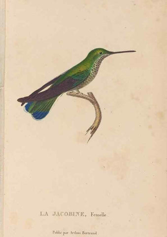 Reproducción/Reproduction 48307514212: Histoire naturelle des oiseaux-mouches :. Paris :Arthus Bertrand,[1829-1830].. 