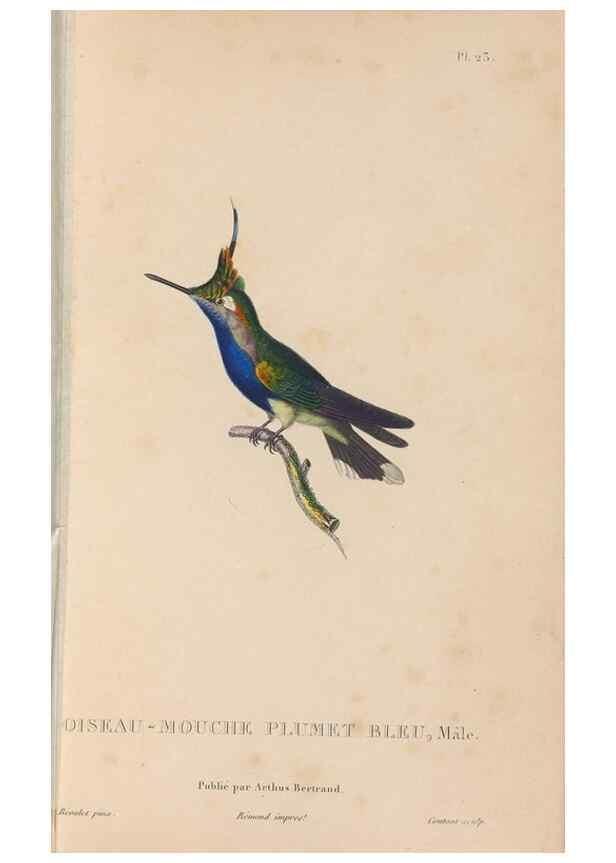Reproducción/Reproduction 48307400351: Histoire naturelle des oiseaux-mouches :. Paris :Arthus Bertrand,[1829-1830].. 