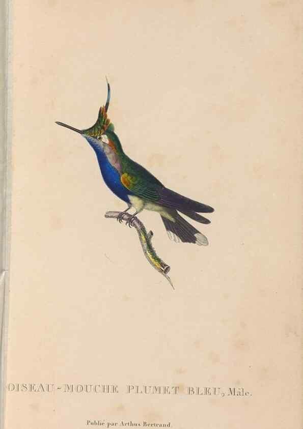 Reproducción/Reproduction 48307400351: Histoire naturelle des oiseaux-mouches :. Paris :Arthus Bertrand,[1829-1830].. 