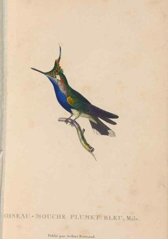 Reproducción/Reproduction 48307400351: Histoire naturelle des oiseaux-mouches :. Paris :Arthus Bertrand,[1829-1830].. 