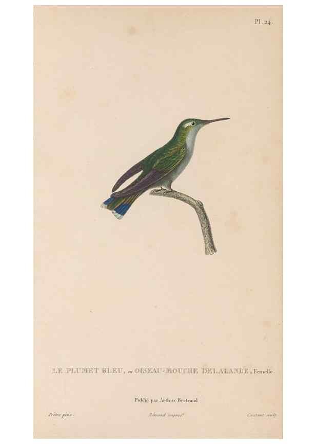 Reproducción/Reproduction 48307515292: Histoire naturelle des oiseaux-mouches :. Paris :Arthus Bertrand,[1829-1830].. 