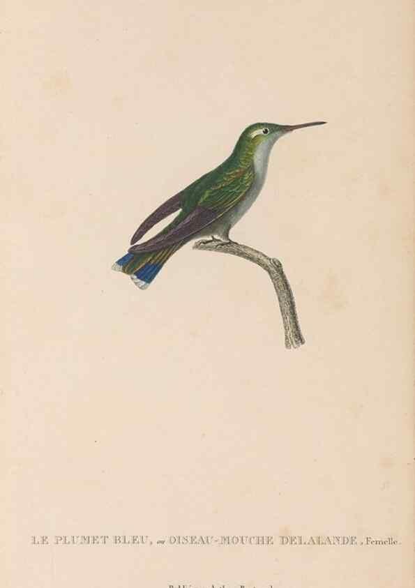 Reproducción/Reproduction 48307515292: Histoire naturelle des oiseaux-mouches :. Paris :Arthus Bertrand,[1829-1830].. 
