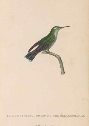 Reproducción/Reproduction 48307515292: Histoire naturelle des oiseaux-mouches :. Paris :Arthus Bertrand,[1829-1830].. 