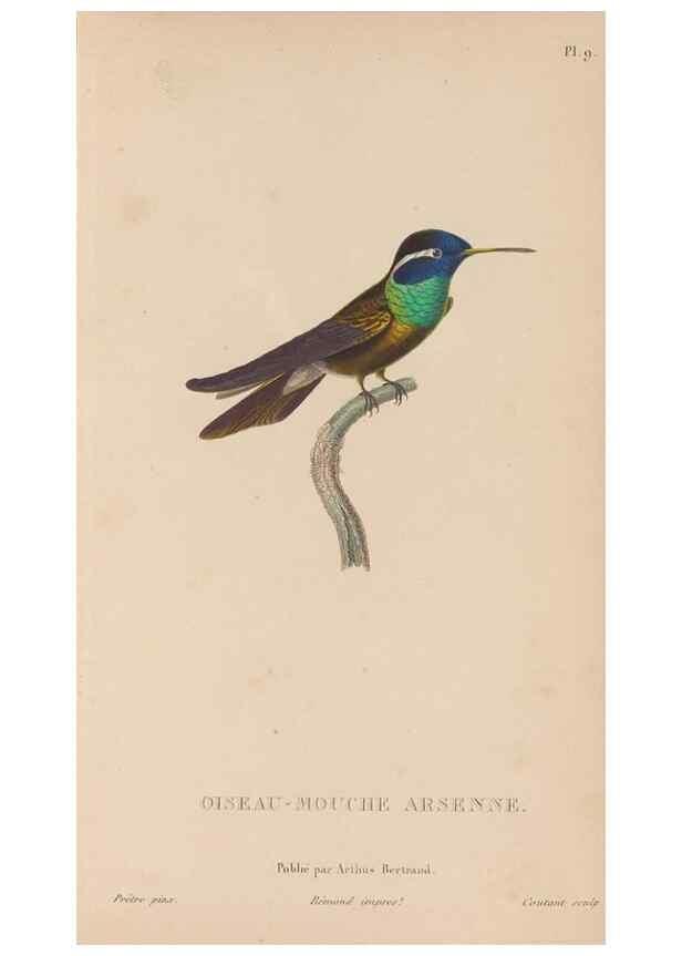 Reproducción/Reproduction 48307509462: Histoire naturelle des oiseaux-mouches :. Paris :Arthus Bertrand,[1829-1830].. 