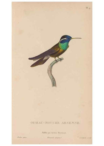 Reproducción/Reproduction 48307509462: Histoire naturelle des oiseaux-mouches :. Paris :Arthus Bertrand,[1829-1830].. 