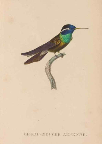 Reproducción/Reproduction 48307509462: Histoire naturelle des oiseaux-mouches :. Paris :Arthus Bertrand,[1829-1830].. 