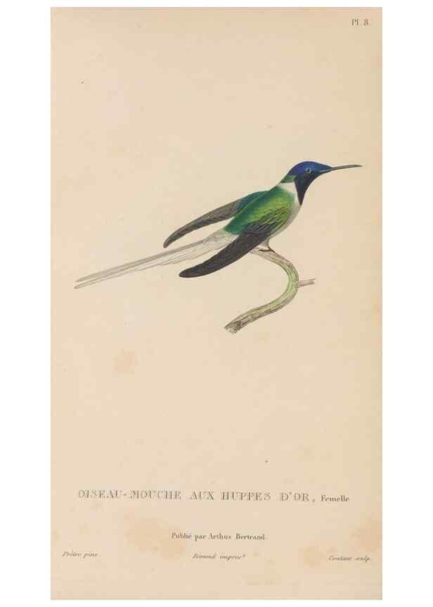 Reproducción/Reproduction 48307509132: Histoire naturelle des oiseaux-mouches :. Paris :Arthus Bertrand,[1829-1830].. 