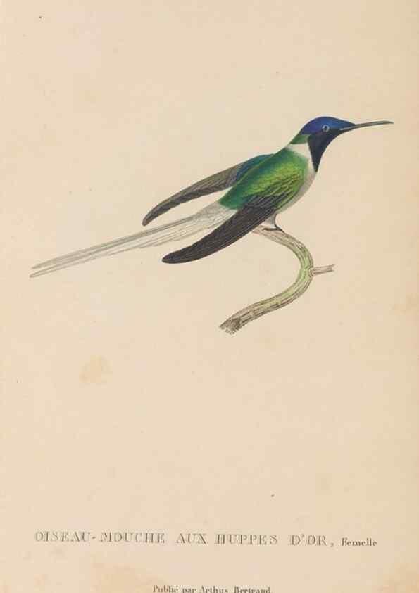 Reproducción/Reproduction 48307509132: Histoire naturelle des oiseaux-mouches :. Paris :Arthus Bertrand,[1829-1830].. 