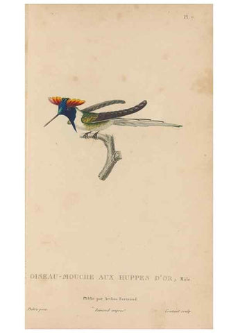 Reproducción/Reproduction 48307508657: Histoire naturelle des oiseaux-mouches :. Paris :Arthus Bertrand,[1829-1830].. 