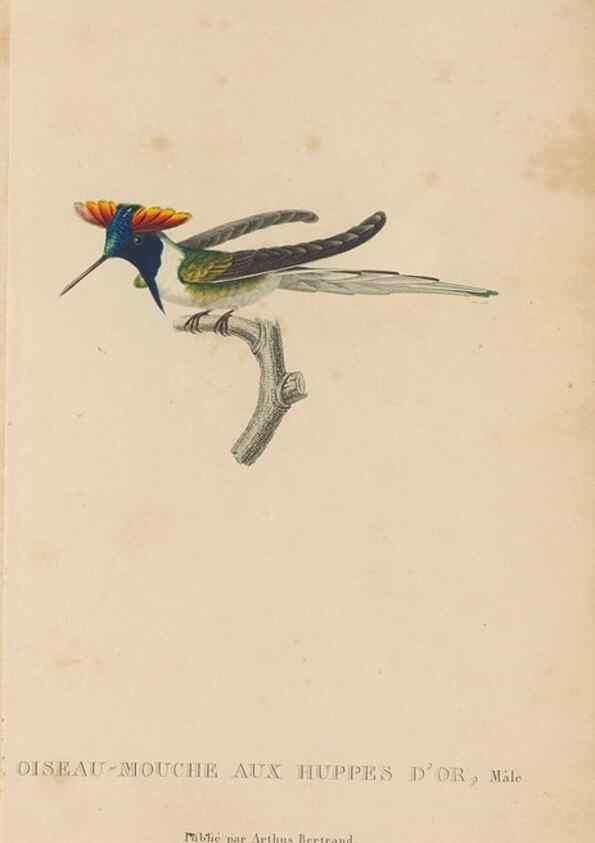 Reproducción/Reproduction 48307508657: Histoire naturelle des oiseaux-mouches :. Paris :Arthus Bertrand,[1829-1830].. 
