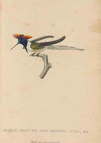 Reproducción/Reproduction 48307508657: Histoire naturelle des oiseaux-mouches :. Paris :Arthus Bertrand,[1829-1830].. 