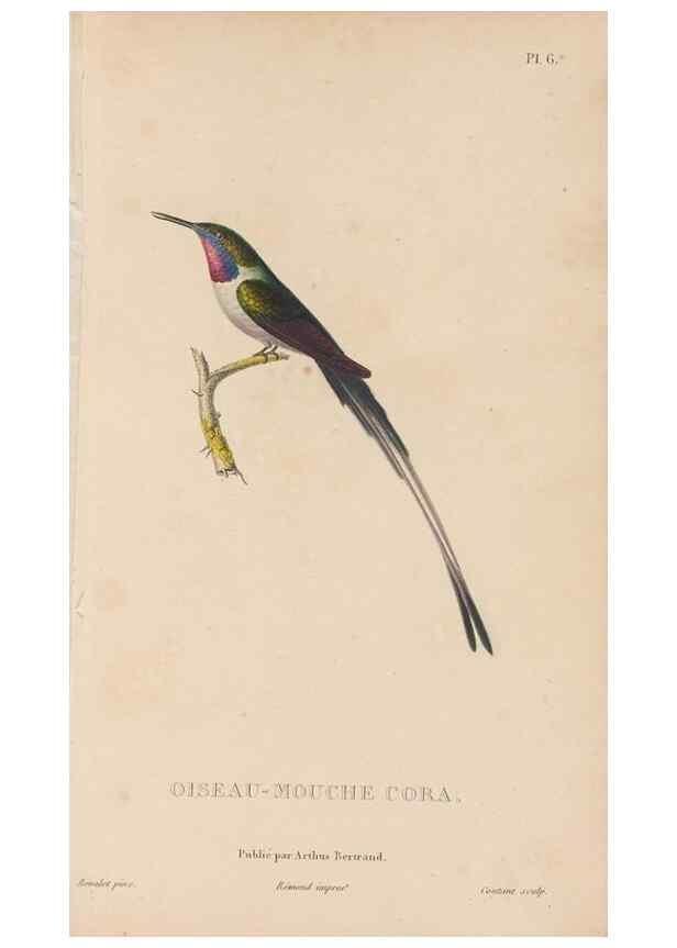 Reproducción/Reproduction 48307508297: Histoire naturelle des oiseaux-mouches :. Paris :Arthus Bertrand,[1829-1830].. 