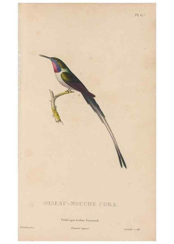 Reproducción/Reproduction 48307508297: Histoire naturelle des oiseaux-mouches :. Paris :Arthus Bertrand,[1829-1830].. 