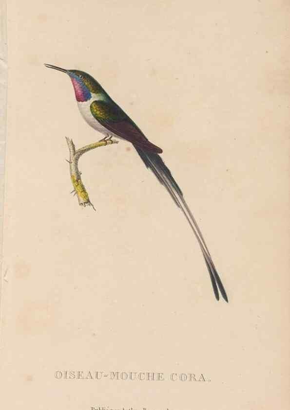 Reproducción/Reproduction 48307508297: Histoire naturelle des oiseaux-mouches :. Paris :Arthus Bertrand,[1829-1830].. 