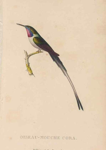 Reproducción/Reproduction 48307508297: Histoire naturelle des oiseaux-mouches :. Paris :Arthus Bertrand,[1829-1830].. 