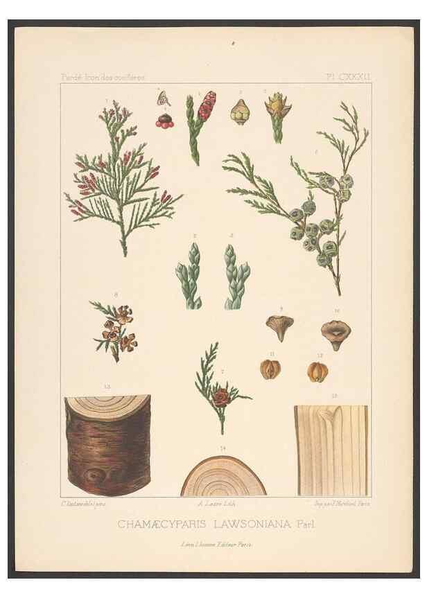 Reproducción/Reproduction 48307304481: Iconographie des conifères /. Paris :Librairie des sciences naturelles :[1912-1914].. 
