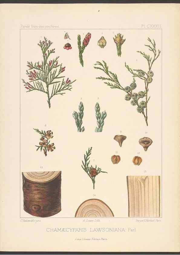 Reproducción/Reproduction 48307304481: Iconographie des conifères /. Paris :Librairie des sciences naturelles :[1912-1914].. 