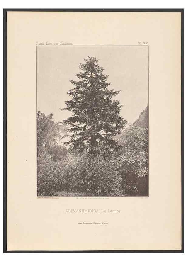 Reproducción/Reproduction 48307304961: Iconographie des conifères /. Paris :Librairie des sciences naturelles :[1912-1914].. 