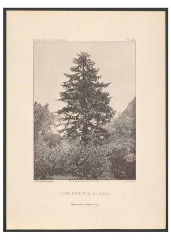 Reproducción/Reproduction 48307304961: Iconographie des conifères /. Paris :Librairie des sciences naturelles :[1912-1914].. 