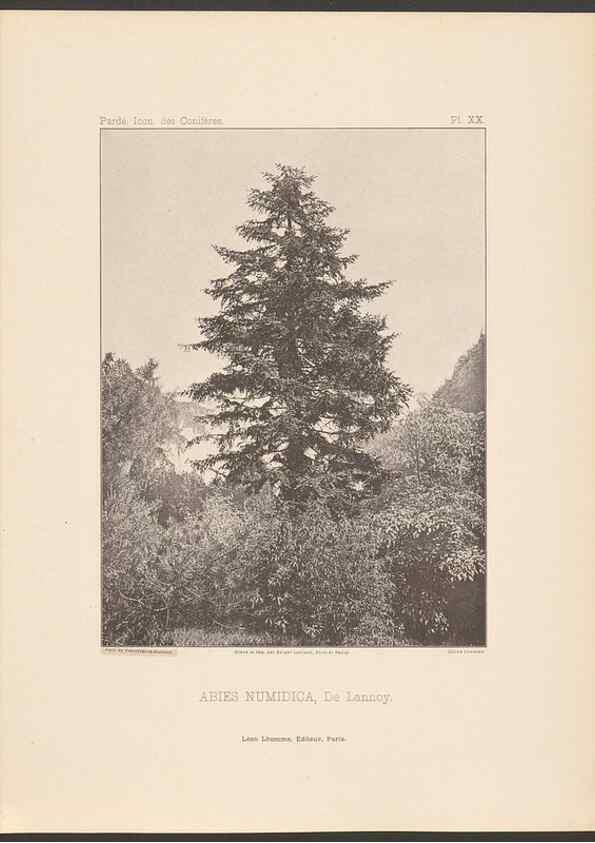 Reproducción/Reproduction 48307304961: Iconographie des conifères /. Paris :Librairie des sciences naturelles :[1912-1914].. 
