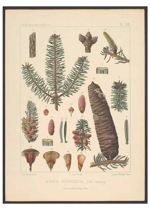 Reproducción/Reproduction 48307419377: Iconographie des conifères /. Paris :Librairie des sciences naturelles :[1912-1914].. 