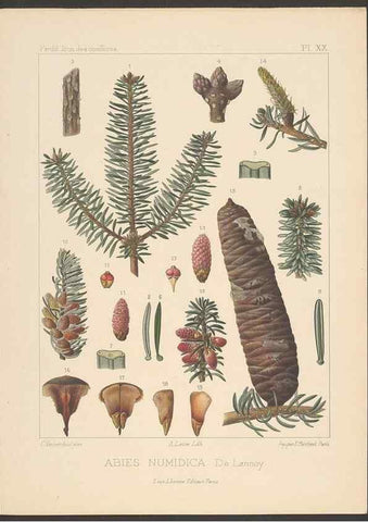 Reproducción/Reproduction 48307419377: Iconographie des conifères /. Paris :Librairie des sciences naturelles :[1912-1914].. 
