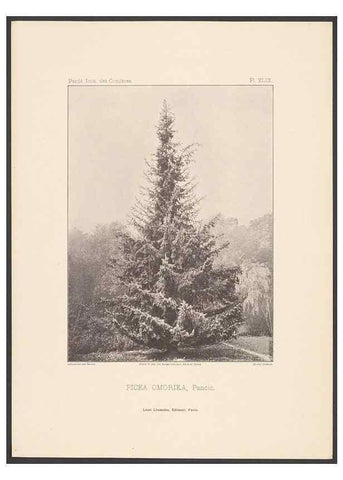 Reproducción/Reproduction 48307305896: Iconographie des conifères /. Paris :Librairie des sciences naturelles :[1912-1914].. 