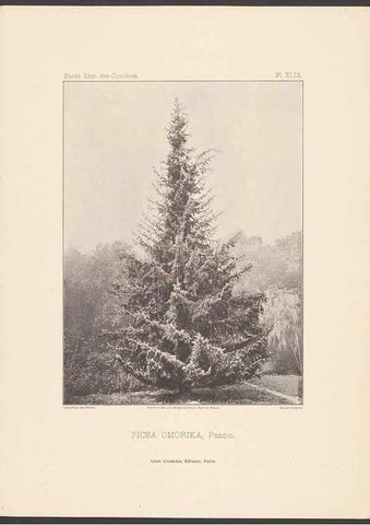 Reproducción/Reproduction 48307305896: Iconographie des conifères /. Paris :Librairie des sciences naturelles :[1912-1914].. 