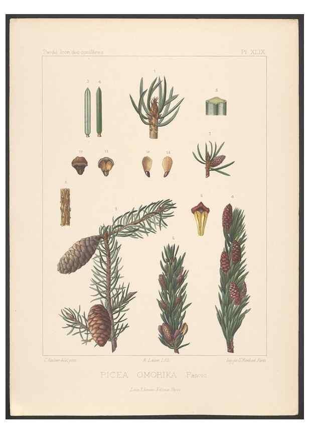 Reproducción/Reproduction 48307306336: Iconographie des conifères /. Paris :Librairie des sciences naturelles :[1912-1914].. 