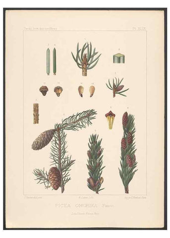 Reproducción/Reproduction 48307306336: Iconographie des conifères /. Paris :Librairie des sciences naturelles :[1912-1914].. 