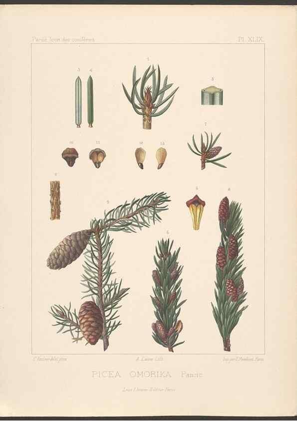 Reproducción/Reproduction 48307306336: Iconographie des conifères /. Paris :Librairie des sciences naturelles :[1912-1914].. 